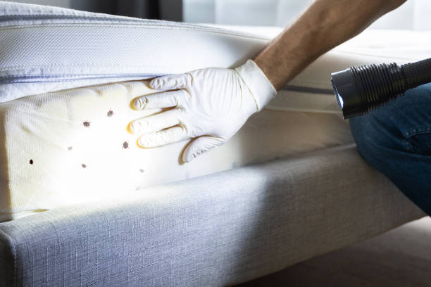 Best Termite Control Services  in Osceola, IN