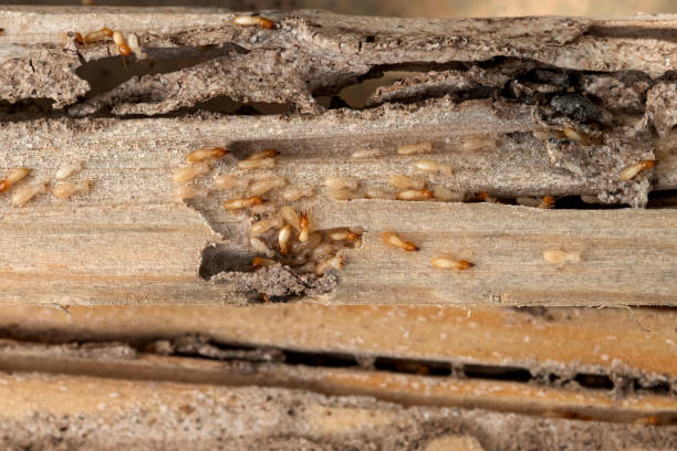 Best Pest Control Near Me in Osceola, IN