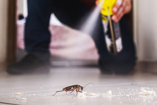 Best Wasp Removal Services  in Osceola, IN